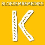 Kamperfoelie